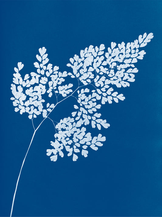 18th Century cyanotype prints of algae and ferns