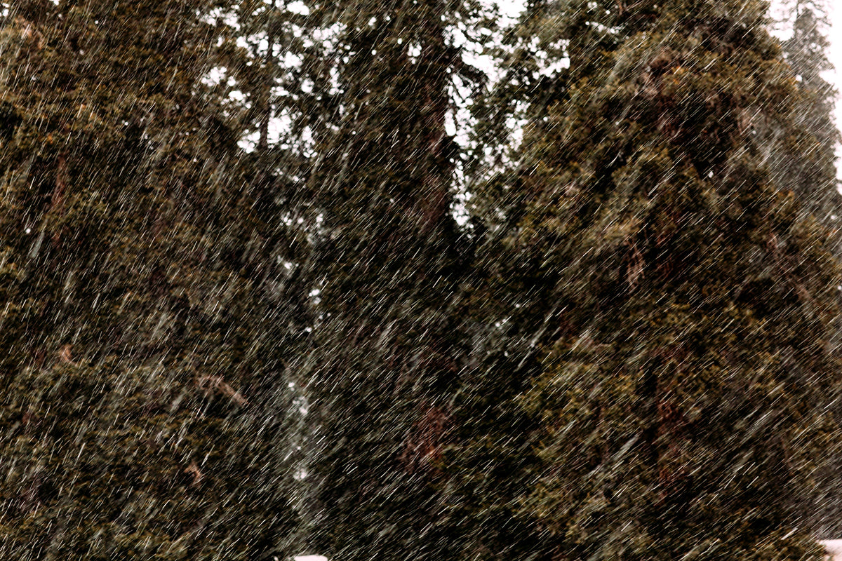 First Snow in Gulmarg