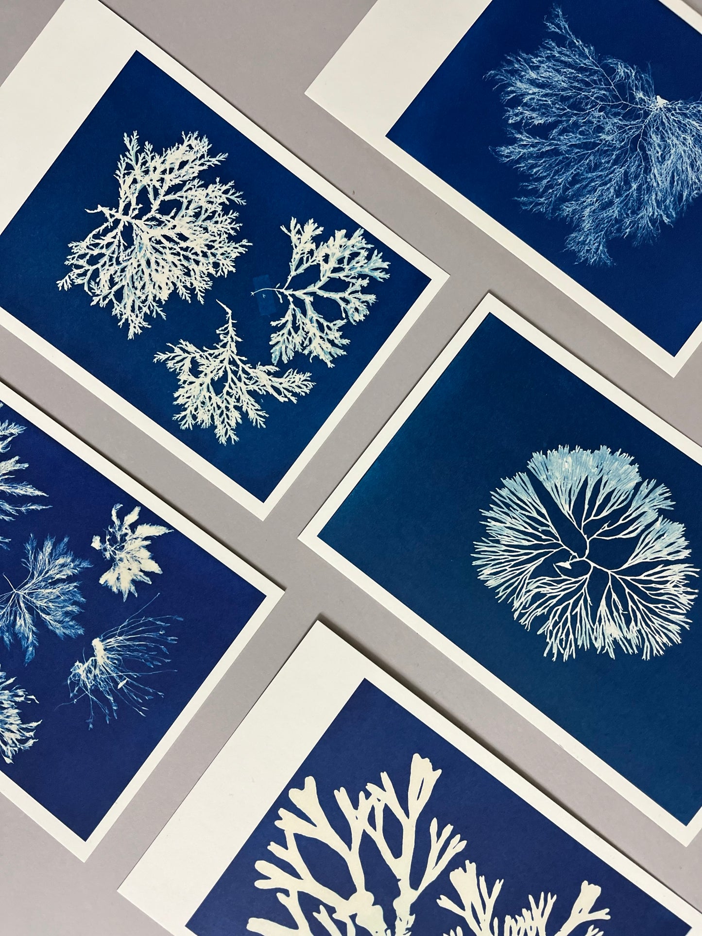 Anna Atkins | mini art prints / postcards