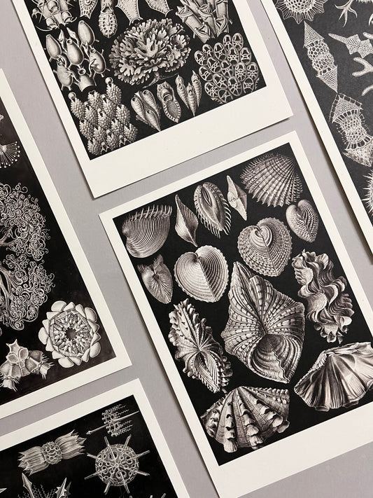 Ernst Haeckel | The Art Forms of Nature | mini art prints / postcards
